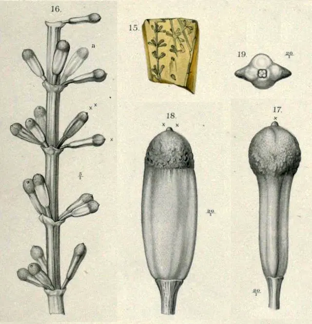 Arceuthobium mengeanum