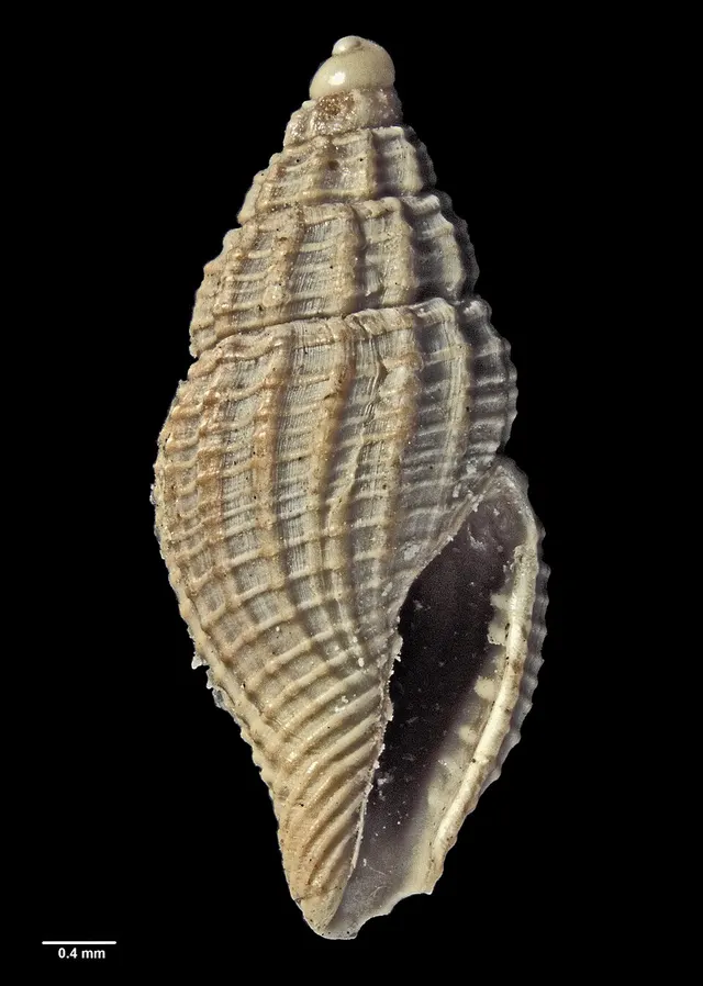 Mitromorpha fenestrata