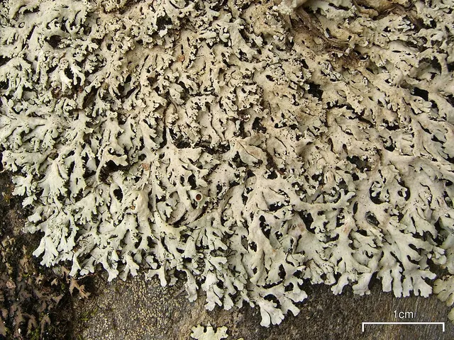 Polyblastidium hypoleucum