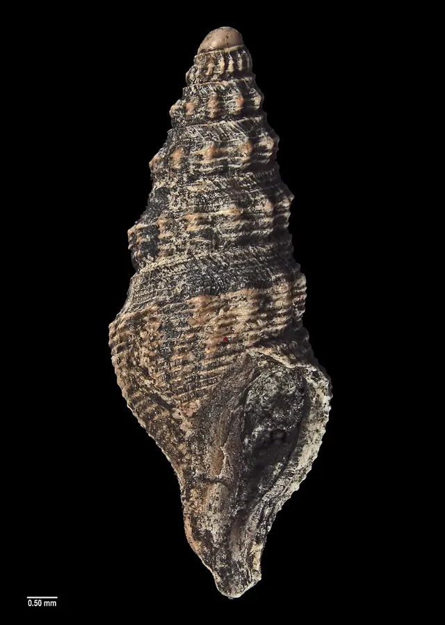 Mauidrillia aldingensis