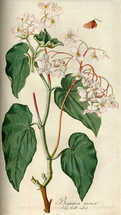 Begonia minor
