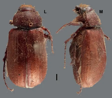 Astaena fusagona