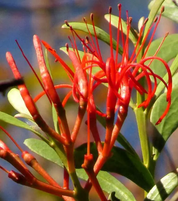 Psittacanthus mayanus