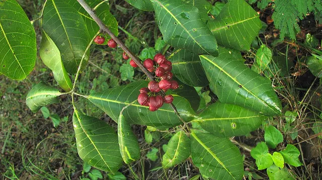 Protium icicariba