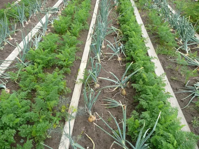 Companion planting