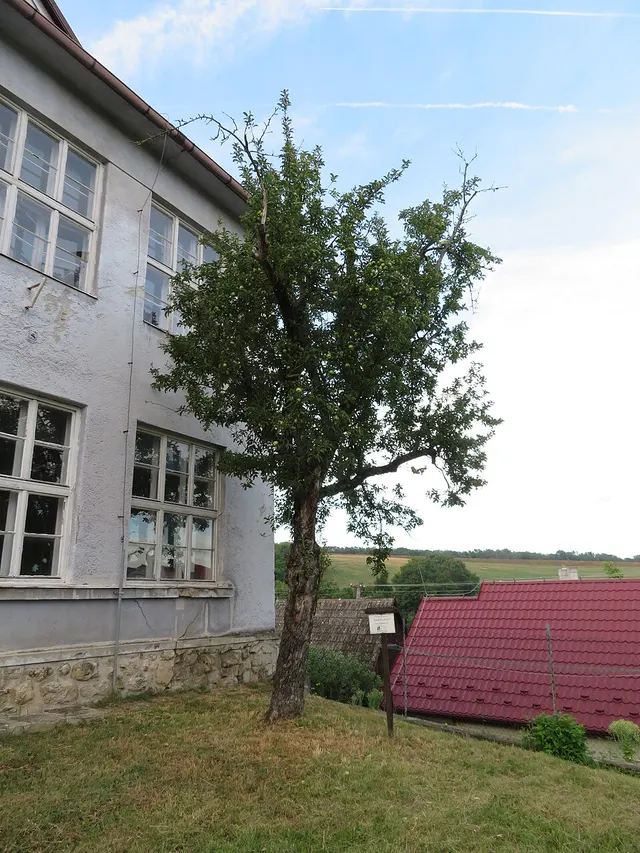 Fándlyho apple tree
