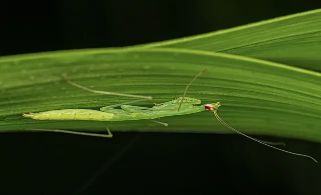 Aetaella pluvisilvae