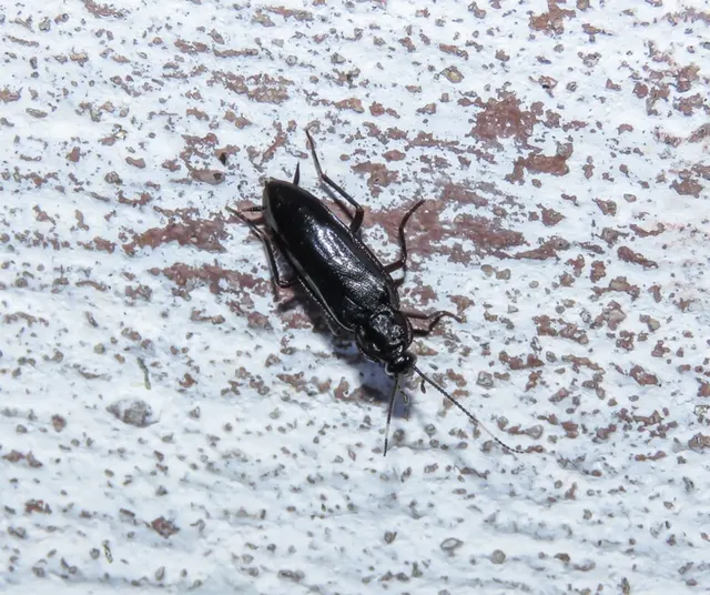 Oulopteryx