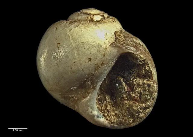 Uberella marwicki