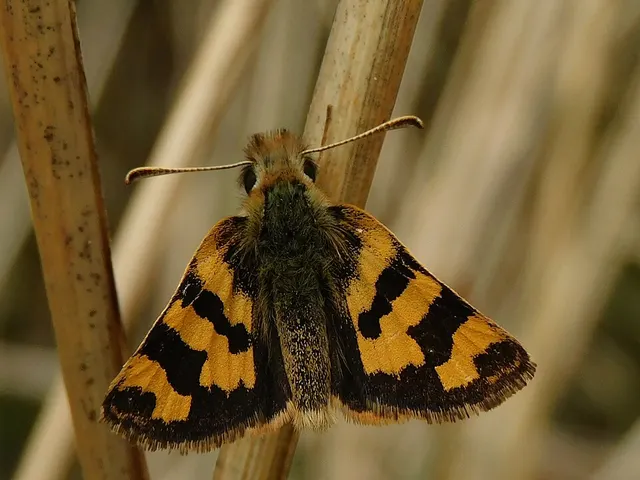 Carterocephalus avanti