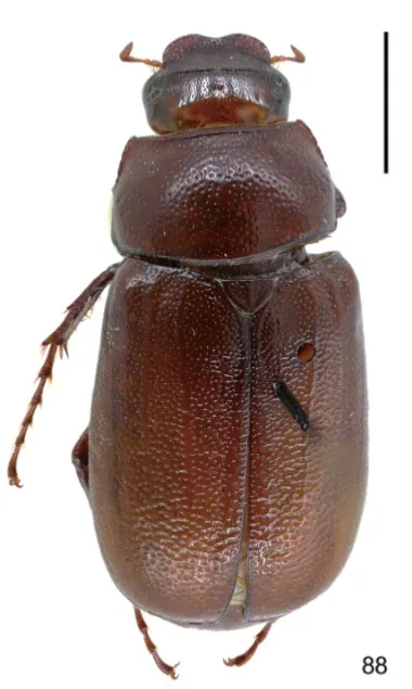 Miridiba coxalis