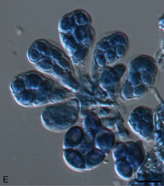 Microthecium levitum