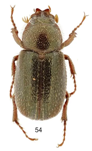 Maechidius lobaticeps