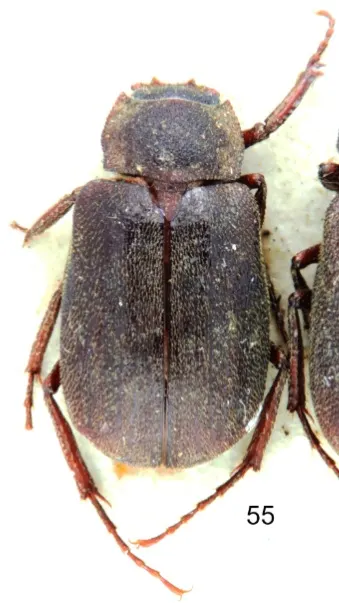 Maechidius longipes
