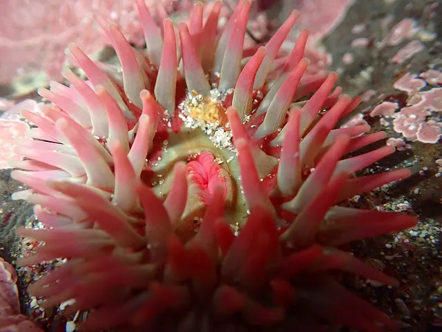 Urticina grebelnyi