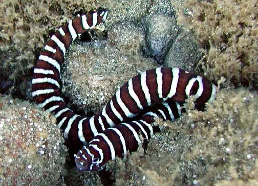 Gymnomuraena zebra