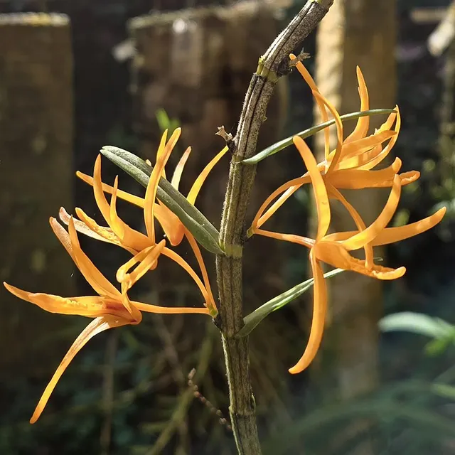 Dendrobium jerdonianum