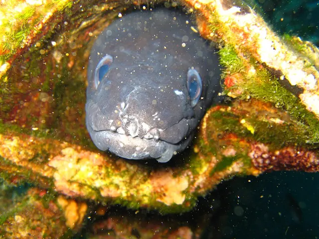 European conger