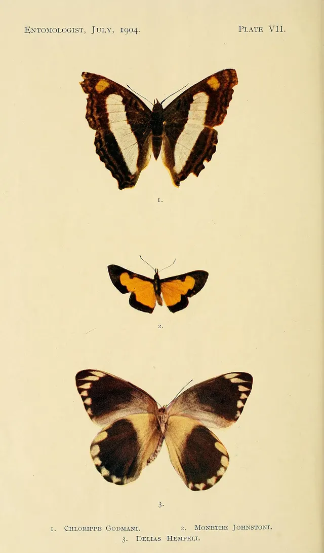 Delias hempeli