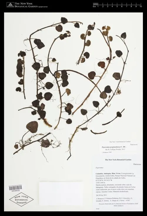 Peperomia perglandulosa