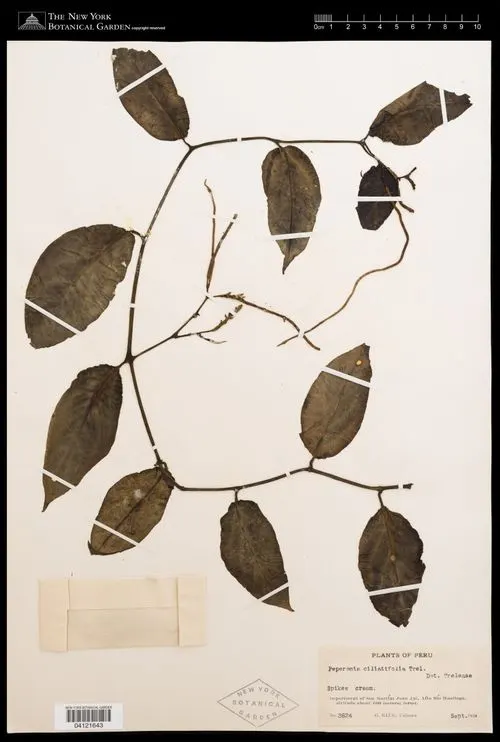 Peperomia ciliatifolia