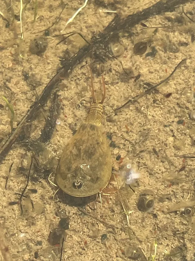 Lepidurus cryptus