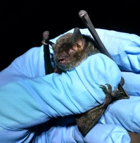 Gray bat
