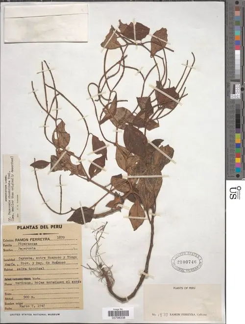 Peperomia rhombilimba