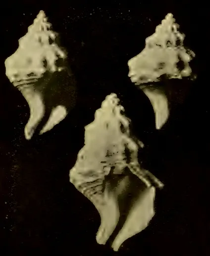 Austrofusus spiniferus