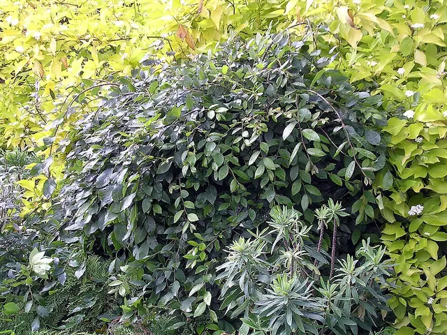 Ulmus alata 'Lace Parasol'