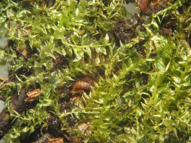 Oxyrrhynchium hians