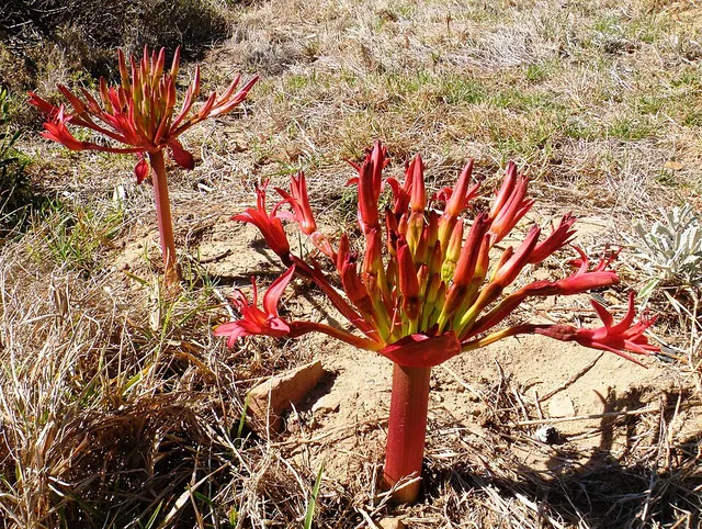 Brunsvigia orientalis