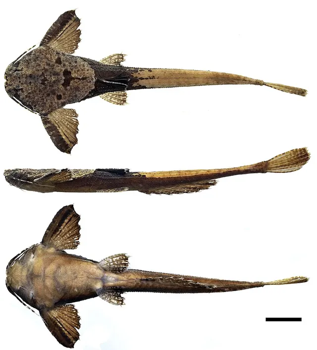 Pterobunocephalus carvalhoi