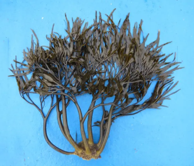 Lessonia spicata