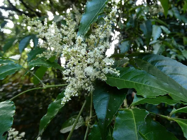Ackama australiensis
