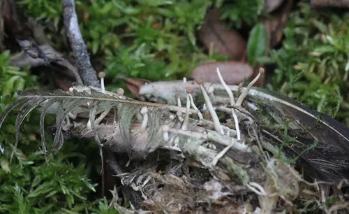 Onygena corvina