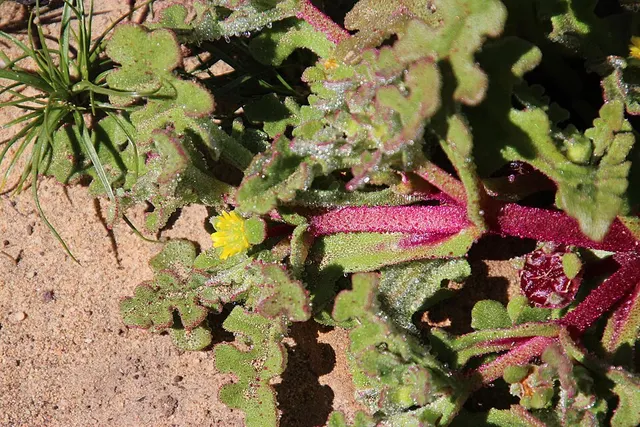 Cleretum pinnatifidum