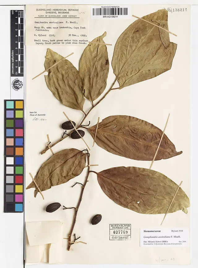 Gomphandra australiana