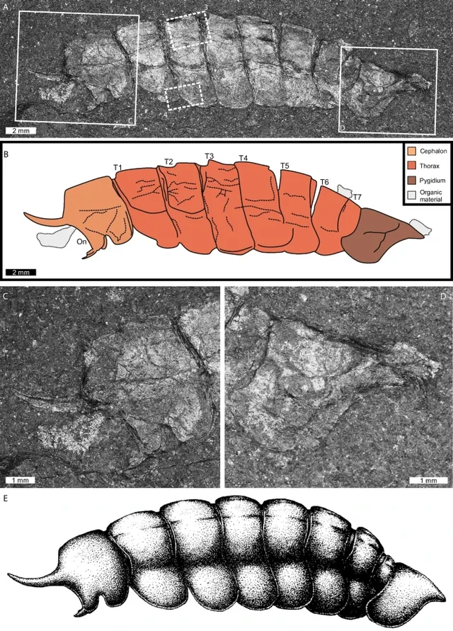 Magnicornaspis