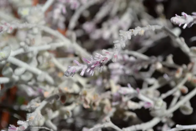 Ptilotus royceanus