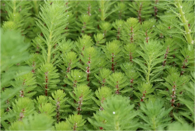 Myriophyllum rubricaule