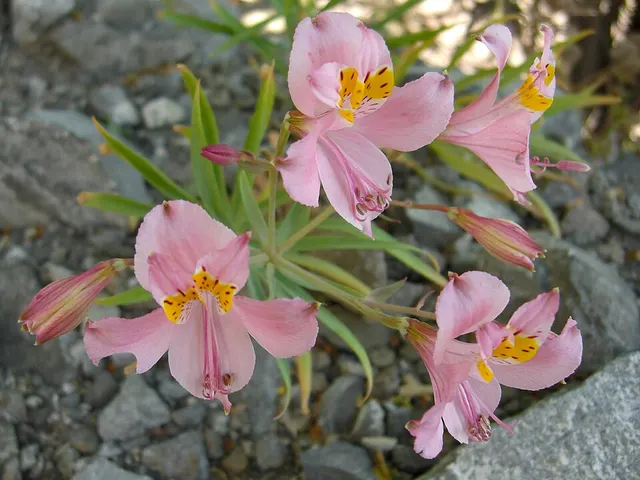Alstroemeria angustifolia