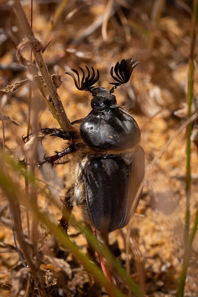 Prochelyna heterodoxa
