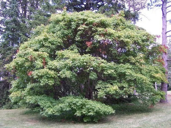 Acer cissifolium