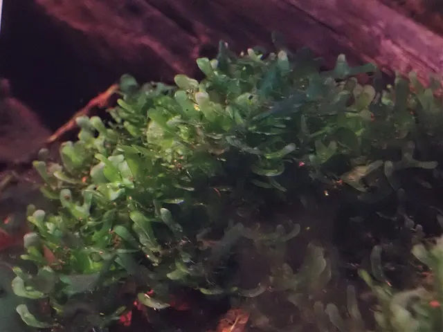 Monosolenium