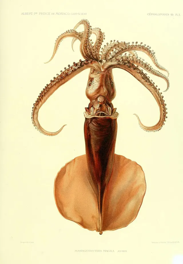 Mastigoteuthis magna