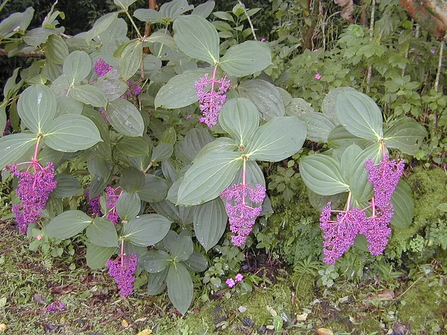 Medinilla