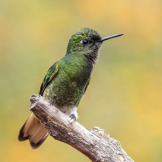 Colibri flavescent