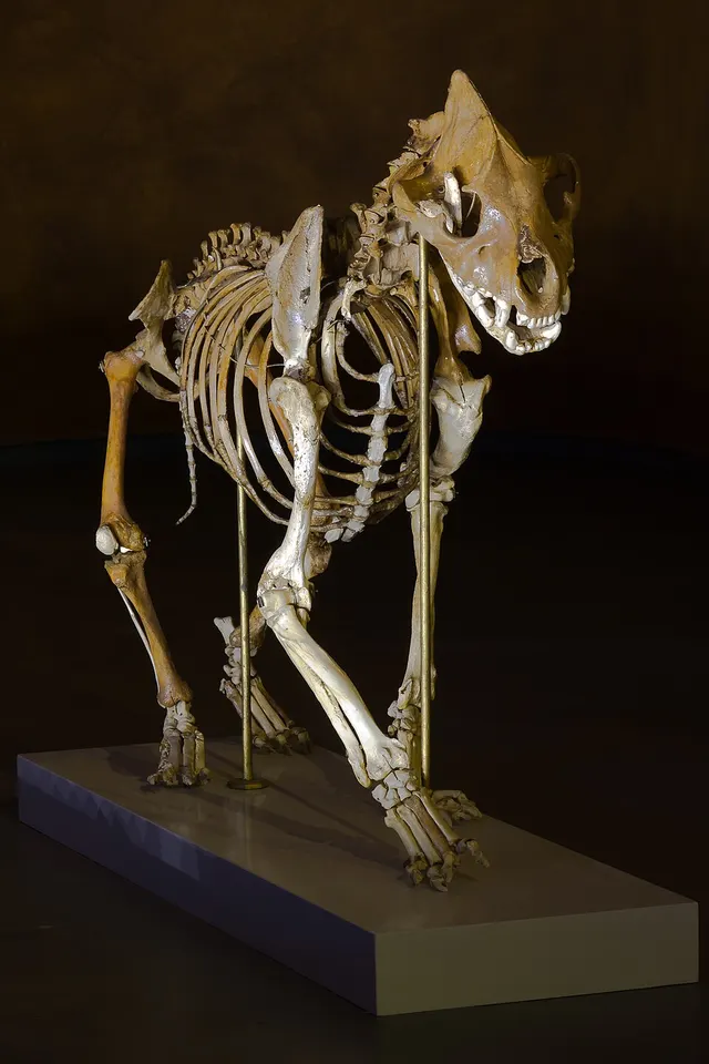 Cave hyena