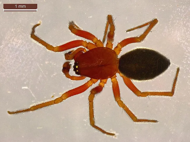 Hylyphantes graminicola